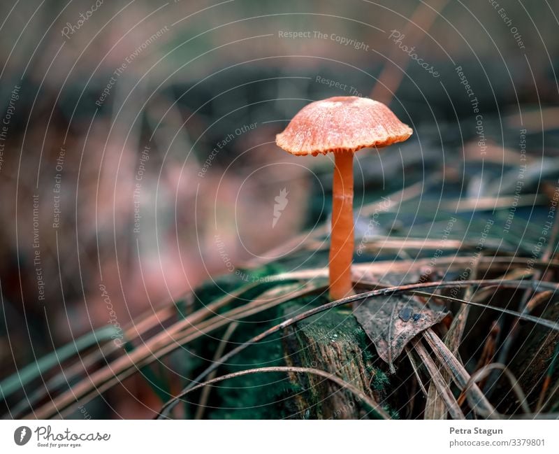 Umwelt Natur Landschaft Pflanze Tier Erde Herbst Baum Gras Moos Blatt Grünpflanze Wildpflanze Wald liegen stehen Wachstum wandern dreckig nass natürlich wild