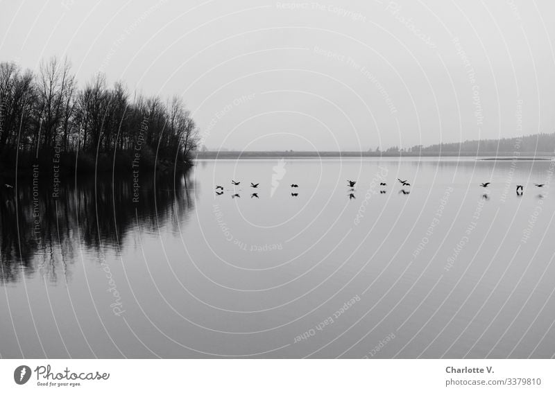 Abgehoben | Tieffliegende Gänse spiegeln sich in einem See. Bedecktes Winterwetter. Umwelt Natur Landschaft Pflanze Tier Urelemente Wasser Horizont Baum