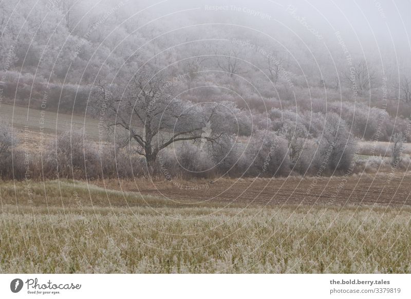 winterliche Landschaft Winter Eis Frost Pflanze Baum Sträucher Grünpflanze Nutzpflanze Feld kalt natürlich Einsamkeit Farbfoto Gedeckte Farben Außenaufnahme