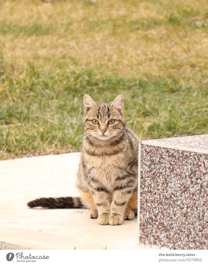 Katze Schönes Wetter Haustier 1 Tier beobachten sitzen braun grün Tigerkatze Farbfoto Gedeckte Farben Außenaufnahme Menschenleer Textfreiraum oben Tag Licht