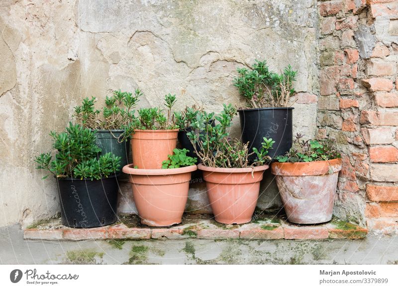 Pflanze Topfpflanze Dorf Mauer Wand natürlich Keramik Blumentopf rustikal Konsistenz Dekoteller Dekoration & Verzierung Italien Toskana Gartenarbeit Hinterhof