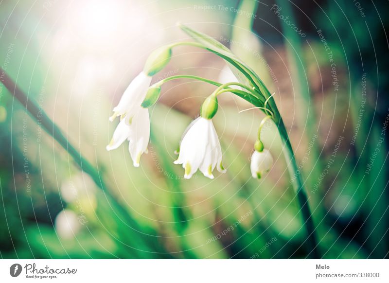 Spring Natur Pflanze Frühling Schönes Wetter Blüte Grünpflanze Garten Wald Fröhlichkeit Zufriedenheit Vertrauen Warmherzigkeit Liebe Gastfreundschaft