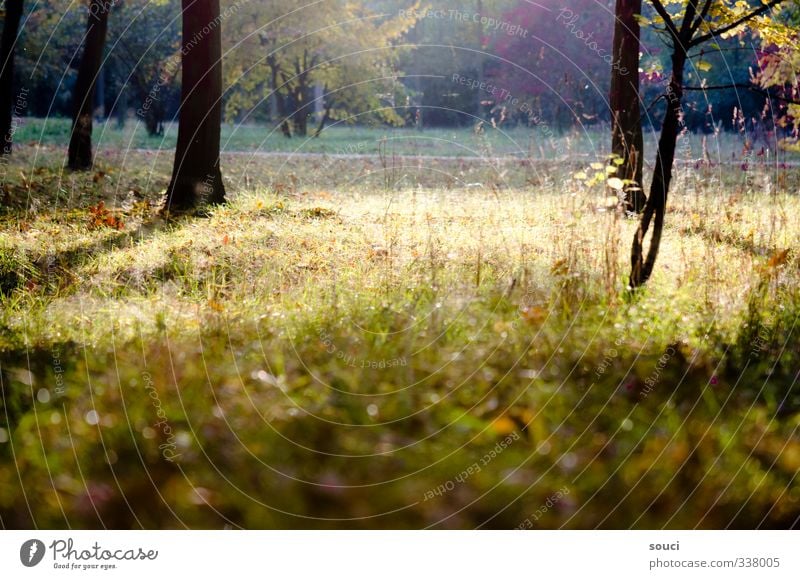 happy days never come loudly Glück Freizeit & Hobby Freiheit Sommer Sonne Natur Sonnenlicht Schönes Wetter Baum Gras Sträucher Park Wege & Pfade atmen