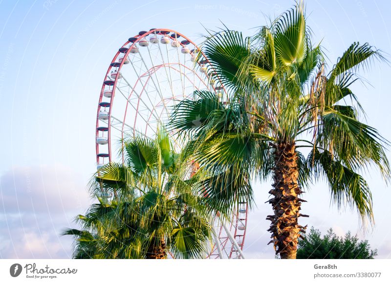 Freude Ferien & Urlaub & Reisen Tourismus Entertainment Natur Pflanze Himmel Wolken Klima Wärme Blatt Park hell modern natürlich blau grün Farbe Batumi Georgien