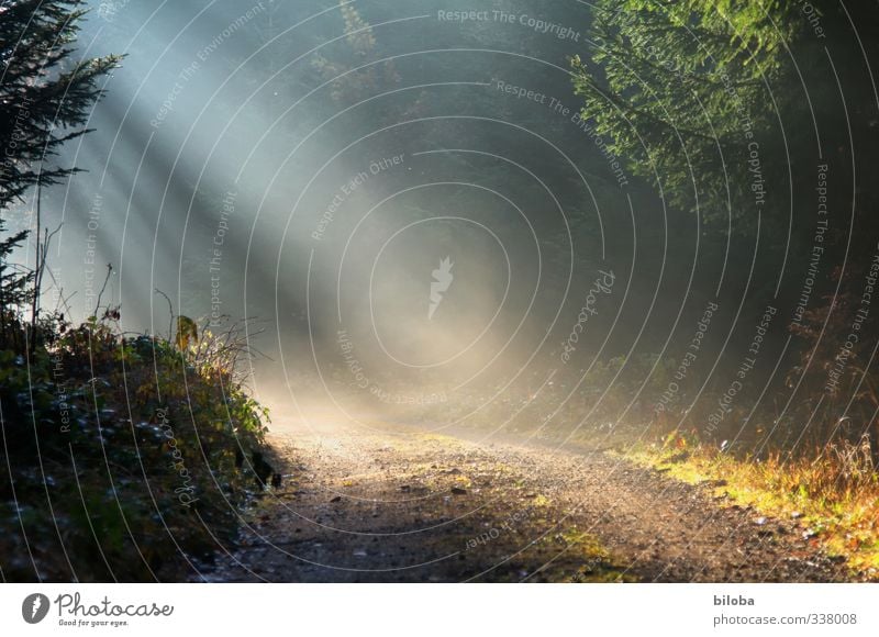 Dieser Weg Umwelt Natur Pflanze Sonne Sonnenlicht Herbst Winter Nebel Wald gelb grün schwarz weiß Wege & Pfade Kurve Sonnenstrahlen Traurigkeit Hoffnung gehen