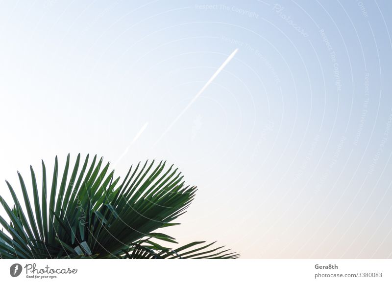 Natur Pflanze Himmel Blatt Linie frisch hell natürlich Sauberkeit blau grün weiß Farbe Hintergrund Etage Steigung Ebene Flugzeugstart Spur tropisch abstrakt