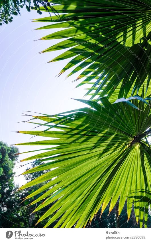 Ferien & Urlaub & Reisen Sommer Sonne Garten Natur Pflanze Himmel Baum Wald frisch hell blau grün Farbe Hintergrund Ast Lichtschein Handfläche Paradies Rochen