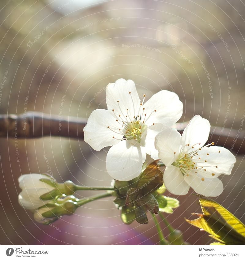 sakura Tier Pflanze Blatt Blüte Nutzpflanze Duft klein grün weiß Kirschblüten Kirschbaum Frühling Blühend Ast Pollen Blütenblatt Farbfoto Außenaufnahme