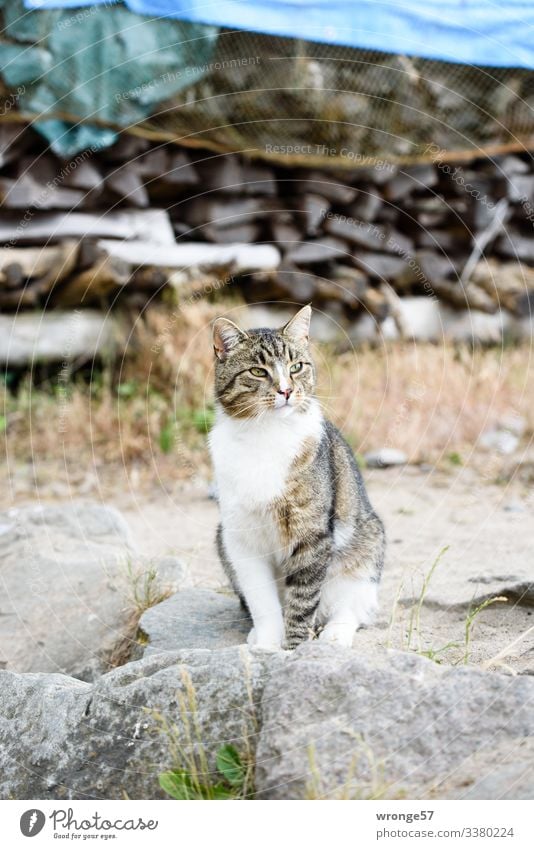 Graue gescheckte Katze am Strand Tier Haustier warten Neugier braun grau sitzen beobachten Farbfoto Gedeckte Farben Außenaufnahme Menschenleer Tag