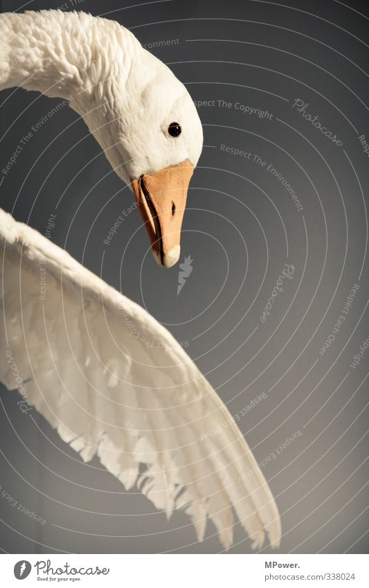 federvieh Tier Wildtier Vogel Schwan Fliege 1 fallen fliegen Feder Schnabel Landen Ente Farbfoto Innenaufnahme Nahaufnahme Menschenleer Textfreiraum rechts