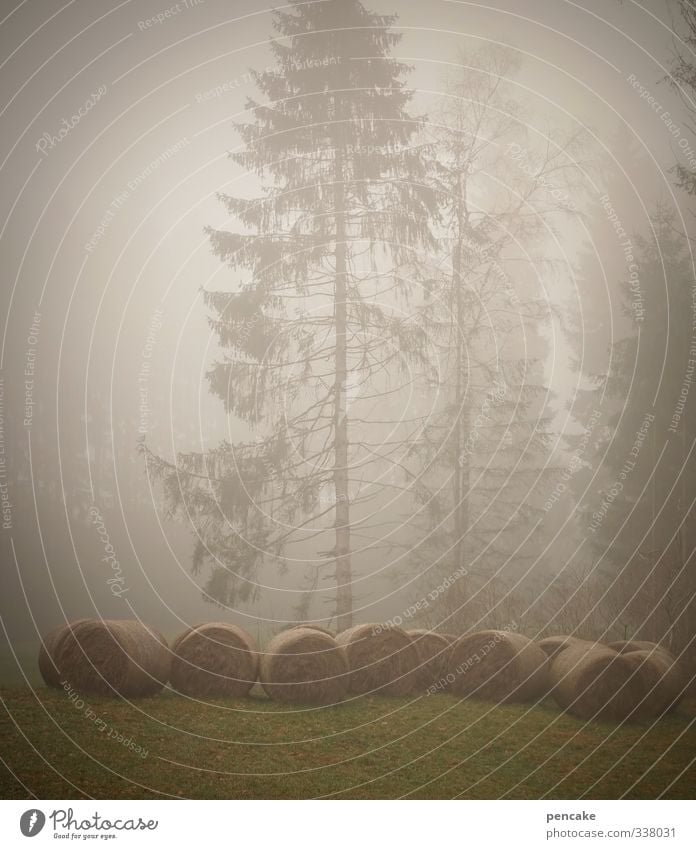 nebelungen Natur Landschaft Urelemente Herbst Klima Nebel Baum Gras Feld Wald Moor Sumpf Zeichen Verschwiegenheit Romantik schön authentisch Ordnungsliebe