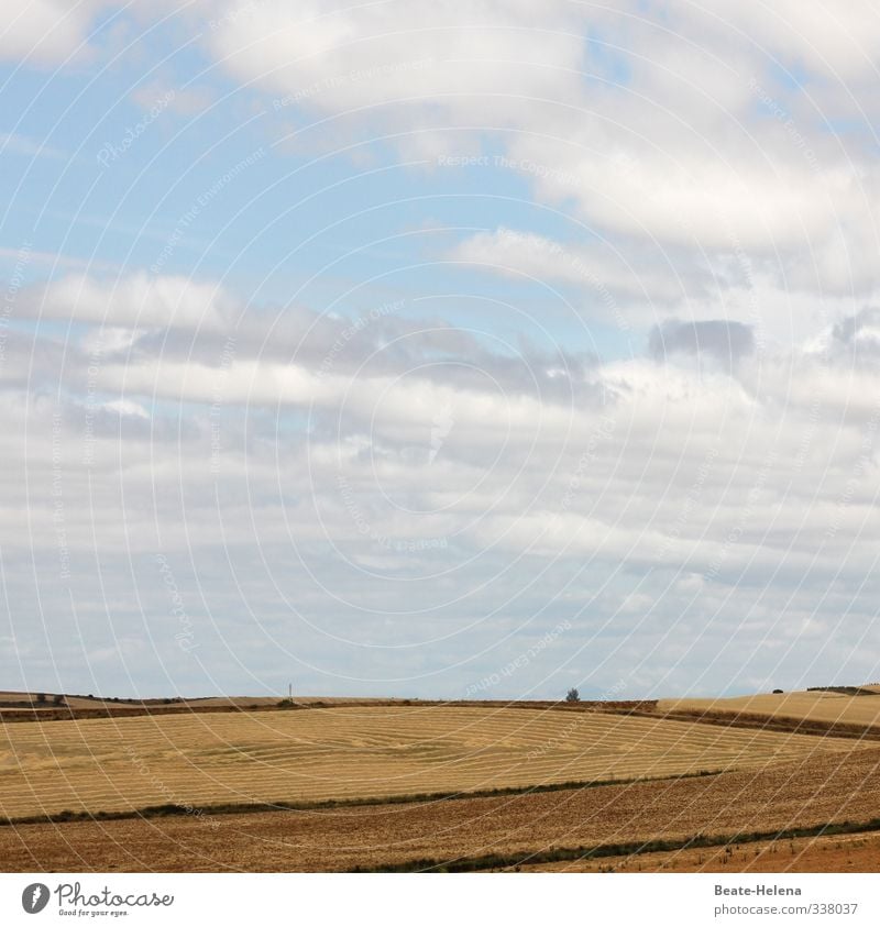 Heiter bis wolkig Ferien & Urlaub & Reisen Sommerurlaub Natur Landschaft Pflanze Sonne Wetter Feld Spanien Arbeit & Erwerbstätigkeit Wachstum ästhetisch blau