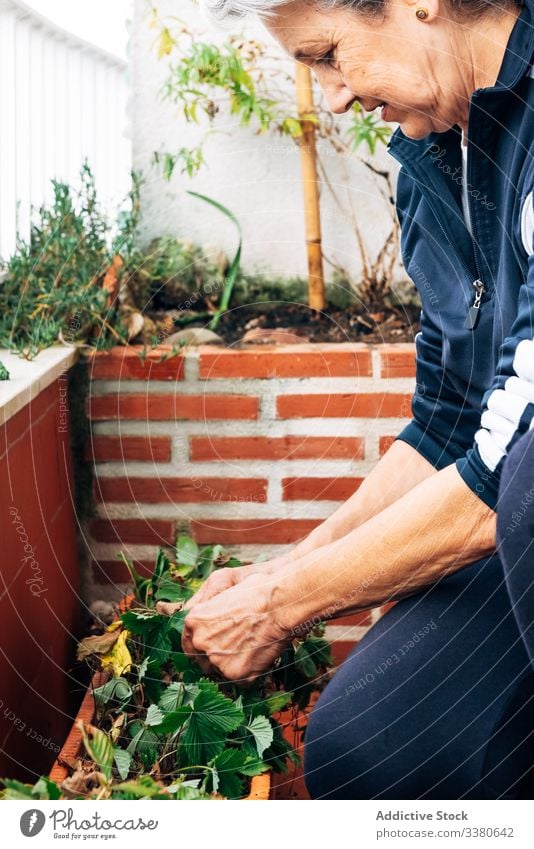 Fokussierte alte Frau beim Gärtnern auf dem Balkon Gartenarbeit Pflege Senior Hobby heimwärts Pflanze kultivieren professionell Beruf Wachstum Flora Blume