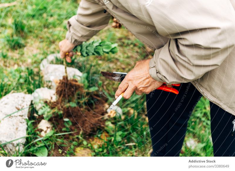 Gesichtslose Gärtnerin kümmert sich um Blumen Pflege Frau entgittern getrocknet Gartenschere Gartenarbeit Hobby älter Natur Wachstum Senior Beruf professionell