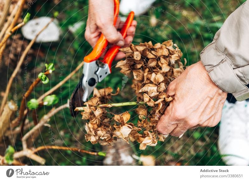 Gesichtslose Gärtnerin kümmert sich um Blumen Pflege Frau entgittern getrocknet Gartenschere Gartenarbeit Hobby älter Natur Wachstum Senior Beruf professionell