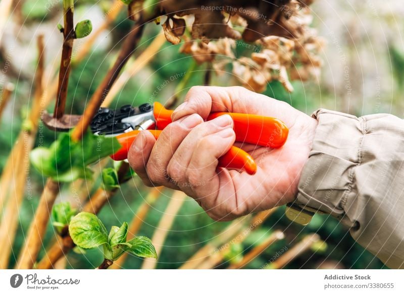 Gesichtslose Gärtnerin kümmert sich um Blumen Pflege Frau entgittern getrocknet Gartenschere Gartenarbeit Hobby älter Natur Wachstum Senior Beruf professionell