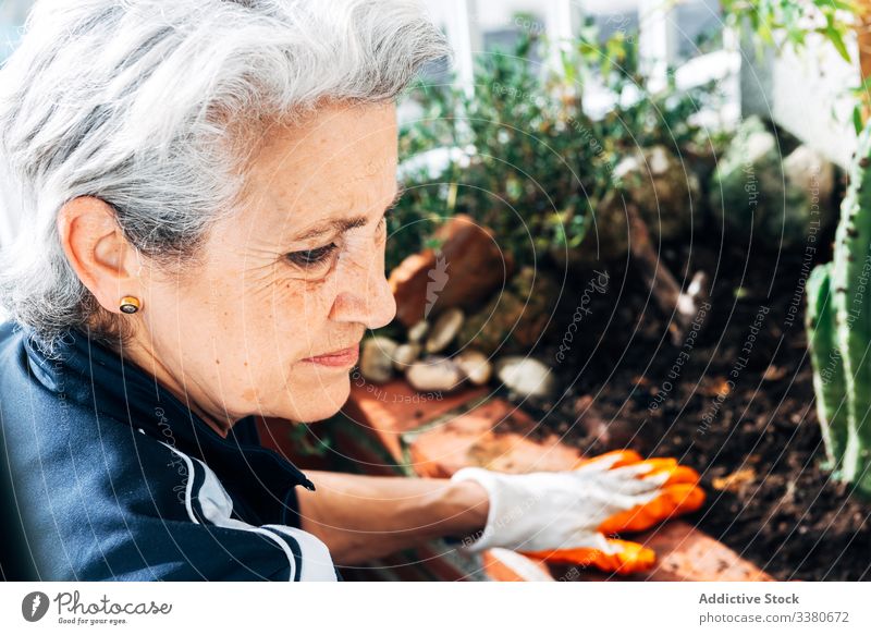 Gesichtslose Gärtnerin kümmert sich um Pflanzen im Garten Pflege Frau Handschuh Harke Kaktus Botanik Topf wachsen Hobby Blumentopf geblümt Wasser grün Umwelt