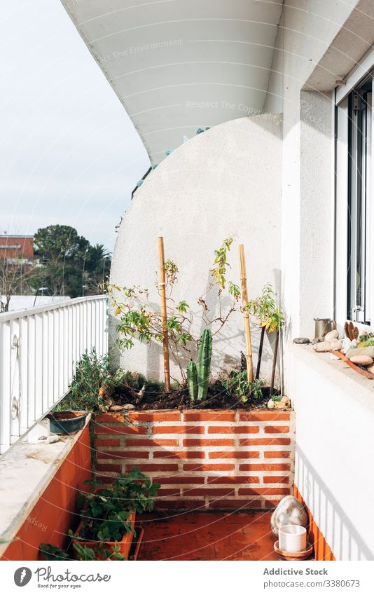 Grüner Ziergarten auf dem Hausbalkon dekorativ Garten Balkon Pflanze Blume Appartement kreativ Hobby Topf Dekor heimwärts Gartenarbeit Design Konstruktion