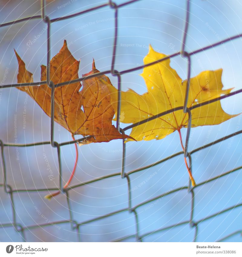 gesicherte Partnerschaft Paar Natur Pflanze Himmel Sonne Herbst Blatt Park träumen positiv blau braun gelb Zusammensein Liebe Zufriedenheit Zusammenhalt