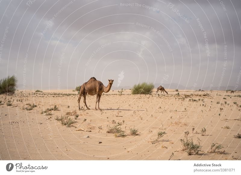 In der Wüste weidende Kamelherde Camel Weide wüst Herde essen Futter Pflanzenfresser Klima züchten Gelände Berge u. Gebirge Tier Natur Säugetier Tierwelt