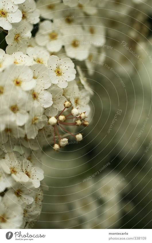 Frühling gabs auch.... Umwelt Natur Pflanze Blatt Blüte Grünpflanze Wildpflanze Sträucher Duft dünn authentisch frisch klein natürlich weiß Farbfoto