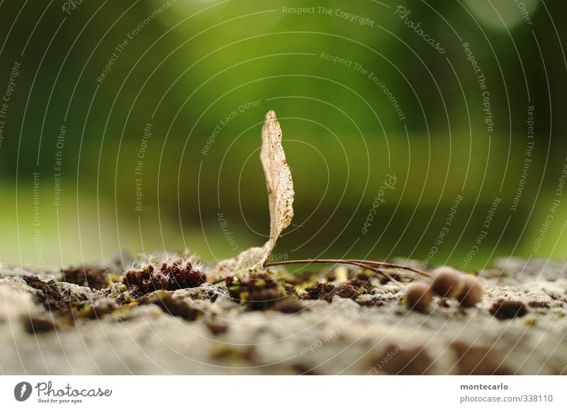 im grünen Umwelt Natur Pflanze Frühling Blatt Grünpflanze Wildpflanze alt dünn authentisch einfach frisch klein nah natürlich trist trocken weich braun Farbfoto