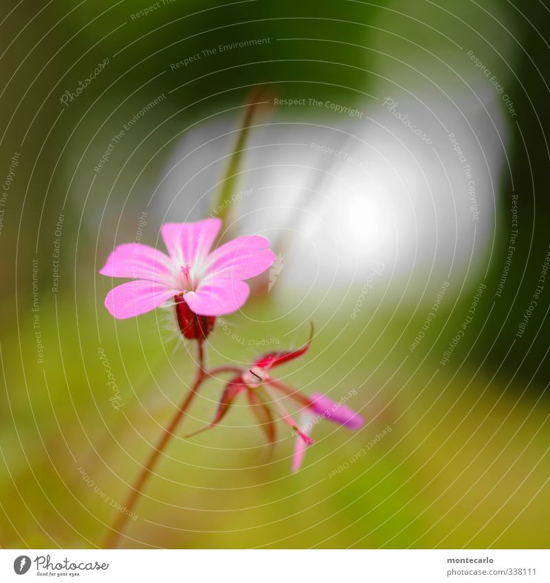 Frisch Umwelt Natur Pflanze Frühling Blume Blatt Blüte Grünpflanze Wildpflanze dünn authentisch einfach frisch klein weich grün rosa Farbfoto mehrfarbig