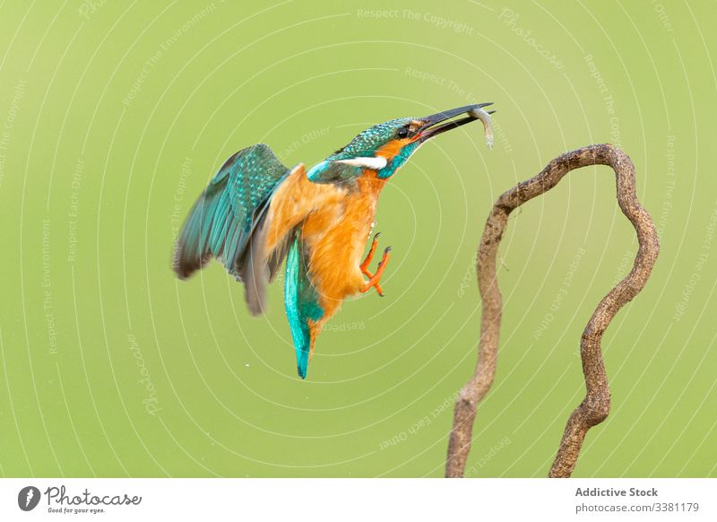 Bunter Eisvogel mit langem schwarzen Schnabel Alcedo atthis Bernat pescaire Vögel Cacere Extremadura Fauna Eisvögel Malpartida de Cáceres Natur Spanien Tierwelt