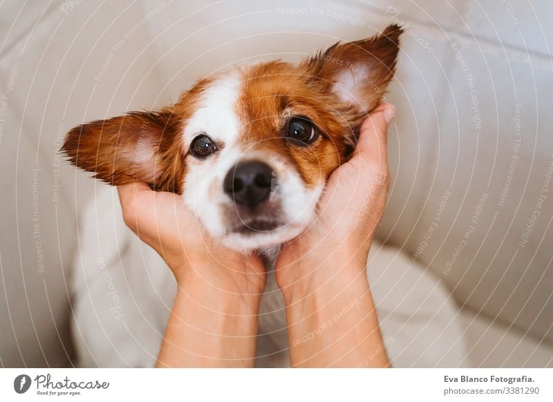 junge Frau, die ihren süßen kleinen Jack-Russell-Hund mit Handtuch zu Hause trocknet trocknen jack russell Bad Dusche Sauberkeit niedlich heimwärts