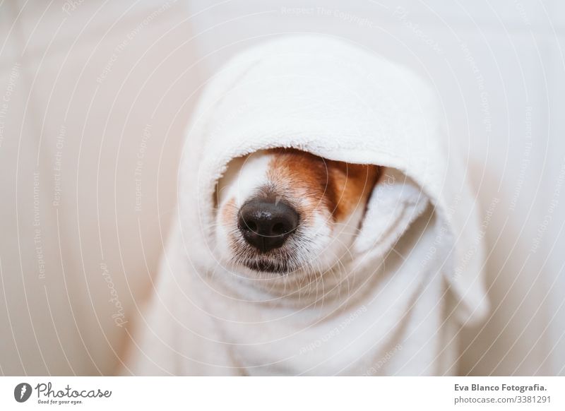 junge Frau, die ihren süßen kleinen Jack-Russell-Hund mit Handtuch zu Hause trocknet trocknen jack russell Bad Dusche Sauberkeit niedlich heimwärts