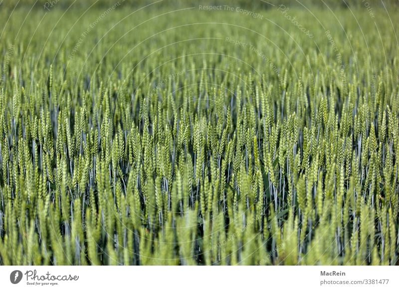 Umwelt Natur Landschaft Pflanze Sommer Grünpflanze Feld grün Getreidefeld Landwirtschaft Kornfeld Roggen Weizen Gerste Ackerbau Farbfoto Außenaufnahme