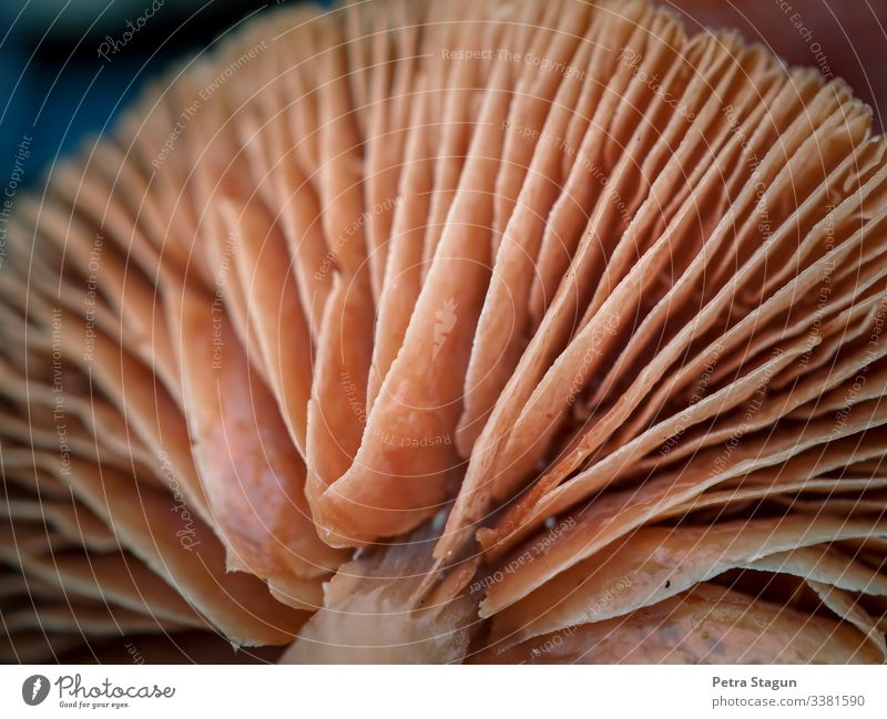 Umwelt Natur Pflanze Tier Herbst Wald beobachten Lamelle Pilz Pilzhut braun Strukturen & Formen Naturliebe Mykobiont Farbfoto Gedeckte Farben Außenaufnahme