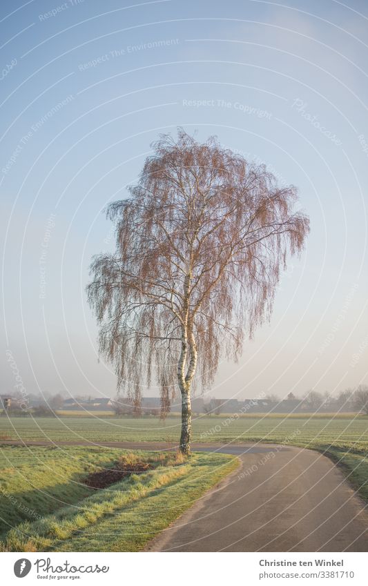 Trauerbirke in der morgendlichen Wintersonne Umwelt Natur Landschaft Himmel Sonnenlicht Frühling Schönes Wetter Baum Tauerbirke Birke Feld Wege & Pfade