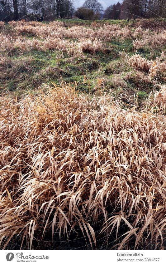 trockene Graswiese Grasland Trockenzeit Wiese Frühjahr Naturschutzgebiet Schilfgras