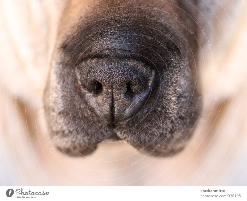 Schnauze Tier Haustier Hund Tiergesicht 1 braun schwarz Akzeptanz Nasenloch Haare & Frisuren Fell nass Tierliebe feucht transpirieren Falte gehorsam atmen