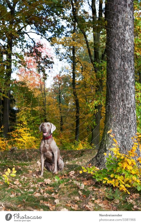 Weimaraner Jagdhund im bunten Herbstwald jagd weimaraner jagdhund hundezucht tier herbst park jung vorsteherhund therapiehund lichtung waldlichtung waldwiese