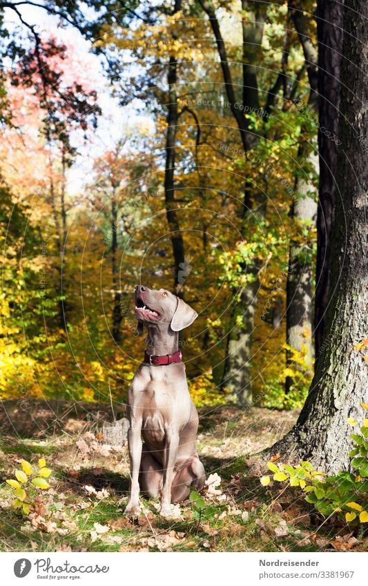 Weimaraner Jagdhund im Herbstwald rasse outdoor natur landschaft tierportrait abruf baum sonnenschein freiheit ländlich edel freund loyalität spaß freude