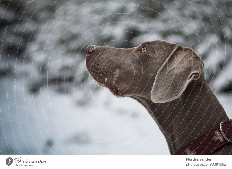 Seelenhund Tia Weimaraner Jagdhund jagd weimaraner jagdhund hundezucht tier freund bester freund hundeblick unwiderstehlich winter winterwald schnee treue park