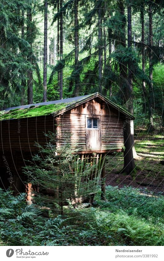 Abgelegene Hütte im Wald forsthaus wald hütte bäume fichten holzhaus schutzhütte lichtung futterkrippe mystik romantik thüringer wald thüringen Blockhaus