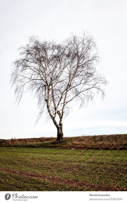 Landwirtschaft Forstwirtschaft Natur Landschaft Erde Himmel Wolken Frühling Herbst Klima Wetter Wind Baum Feld alt trist standhaft Einsamkeit Einzelbaum