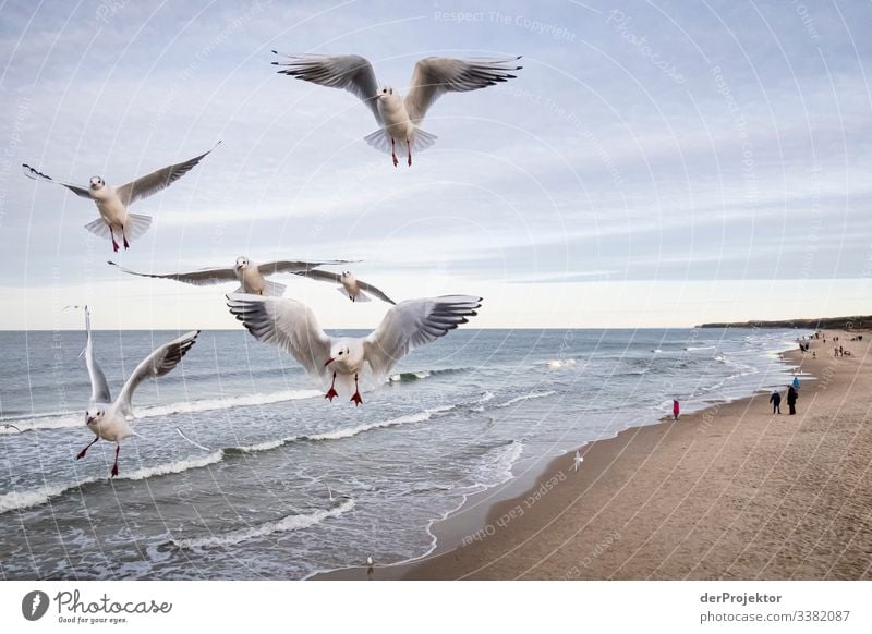 Fliegende Möwen am Strand von Zinnowitz auf Usedom Schwarm Kindheitserinnerung einen Spaziergang machen Seebrücke Meeresküste Winter Tourismus Reisefotografie