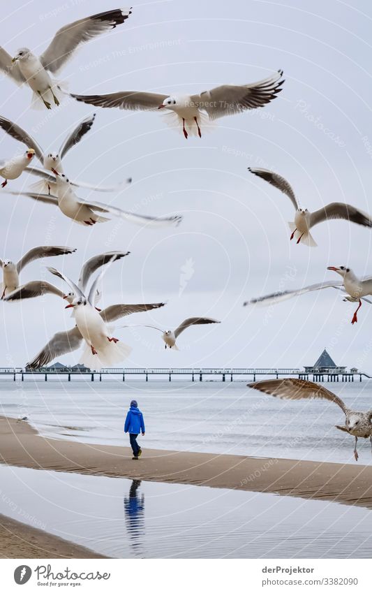 Spaziergang mit Möven mit Seebrücke Heringsdorf Mecklenburg-Vorpommern Deutschland Insel Ostseeinsel Ausflugsziel wandern entdecken Kälte entspannen