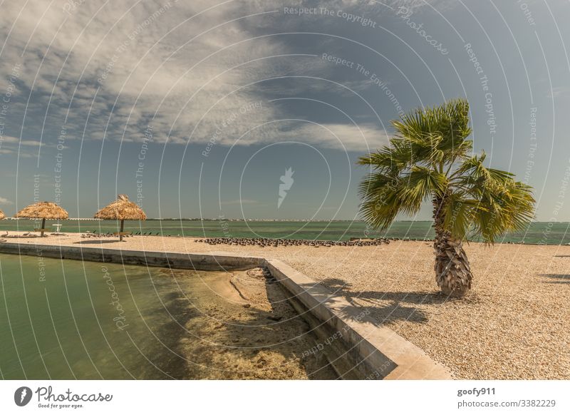 Irgendwo auf den Florida Keys Sommer Ausflug Abenteuer träumen Strand Urlaubsstimmung Meer Tourismus genießen Ferne Freiheit Küste Ozean Farbfoto Außenaufnahme