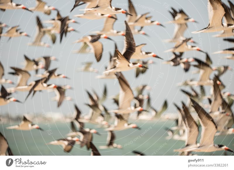 Seeschwalbenschwarm fliegen Schwarmvogel Vögel Meer Himmel Flügel weiß Freiheit Tier Florida Keys Natur Wildtier Küste Außenaufnahme Farbfoto Umwelt Tierporträt