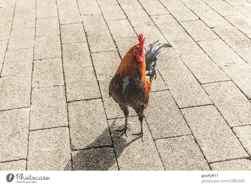 Geräusch/ Kikeriki Hahn Bunt Vogel Federn Tier Außenaufnahme Flügel Natur Tierwelt Farbfoto schön wild Rot Schwarz farbenfroh