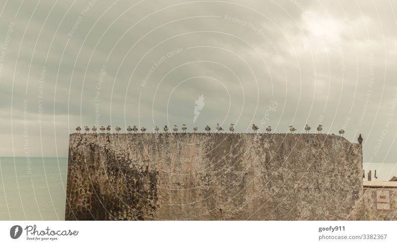 In Reih und Glied Vögel Mauer Himmel Wolken Stein Wand Tier Möwe Freiheit Flügel Feder Natur fliegen Außenaufnahme Farbfoto Menschenleer frei Schnabel