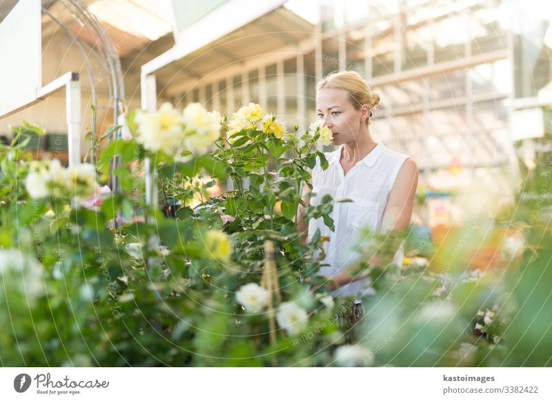 Schöne Kundin, die blühende gelbe Topfrosen im Gewächshaus hält und duftet. Blume kaufen grün Rosen Werkstatt Business Garten Glück Gärtner Gartenbau Laden