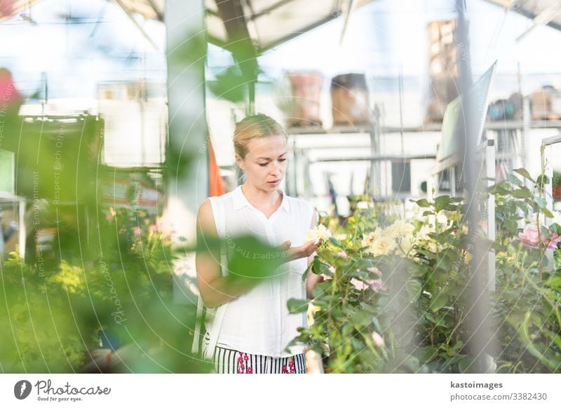 Schöne Kundin, die blühende gelbe Topfrosen im Gewächshaus hält und duftet. Blume kaufen grün Rosen Werkstatt Business Garten Glück Gärtner Gartenbau Laden