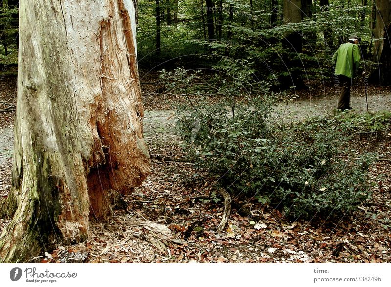 Heimweg wald baum totholz waldweg mann spazierengehen gehstock jacke busch unterholz alt grün gebückt bäume unterwegs heimweg laub herbst lebendigkeit