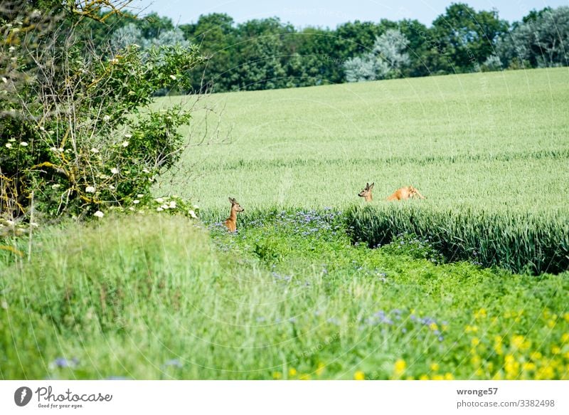 2 Rehe im Feld Natur Kornfeld Sommer Landschaft Außenaufnahme Tag Menschenleer Getreidefeld Farbfoto grün Stehen springen flüchten Umwelt Textfreiraum unten